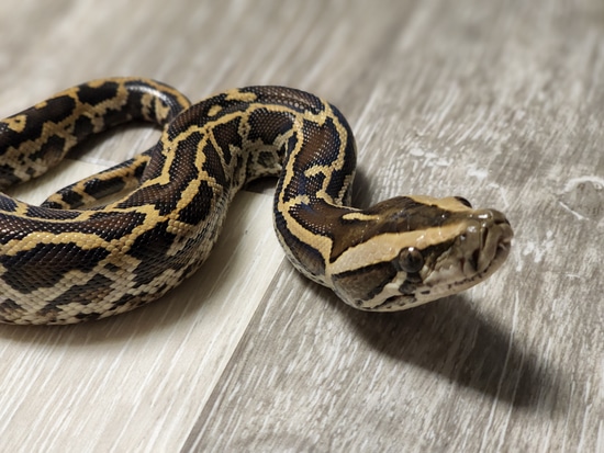 Normal, Het Granite, Poss Het Albino Burmese Python by CTF Exotics