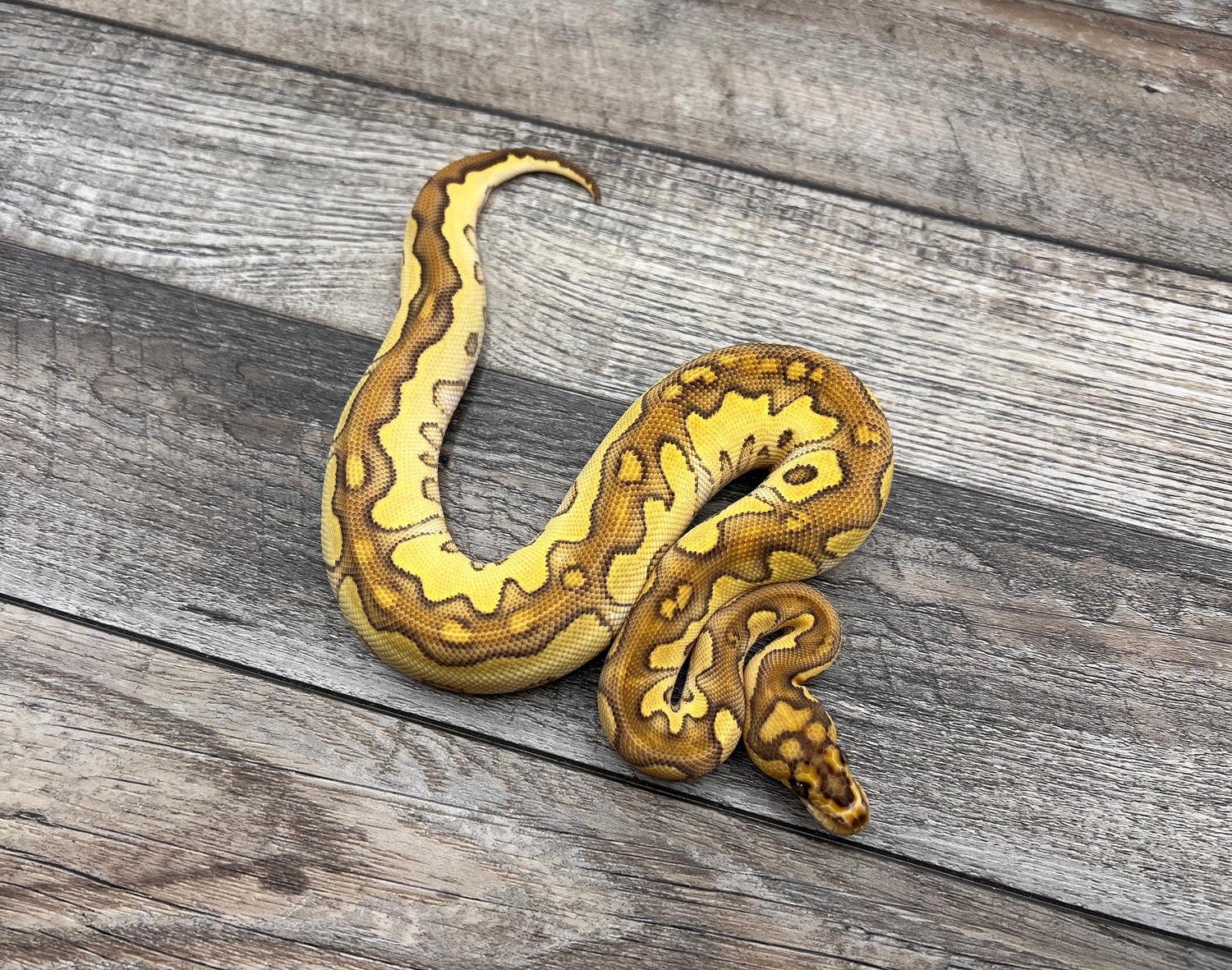 Lesser Yellow Belly Clown Ball Python by CTH Reptiles - MorphMarket