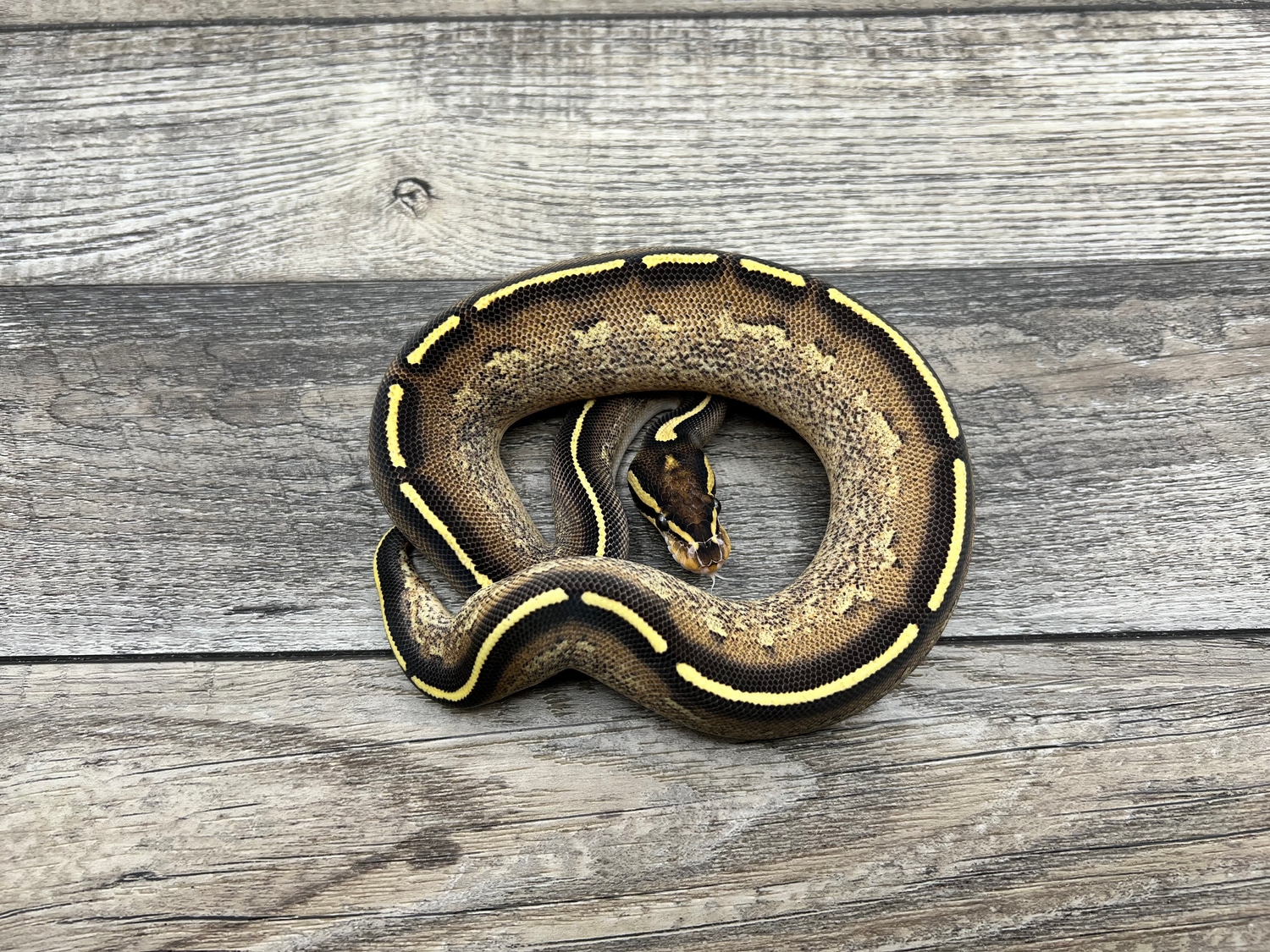 Freeway Ball Python by CTH Reptiles - MorphMarket
