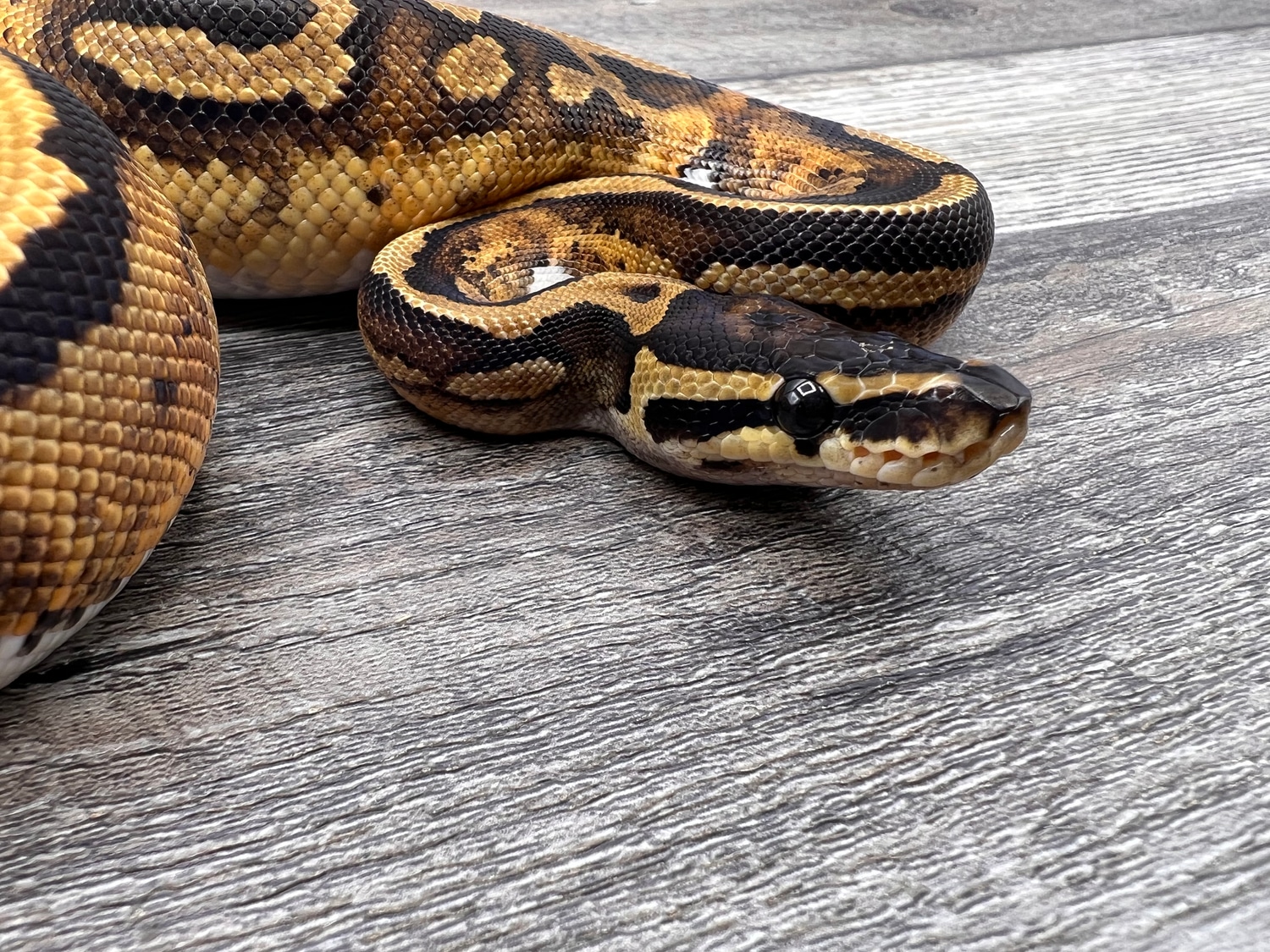 Pied Het Hypo Ball Python by CTH Reptiles - MorphMarket