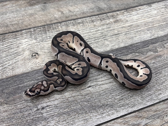 VPI Axanthic Clown Het DG Ball Python by CTH Reptiles
