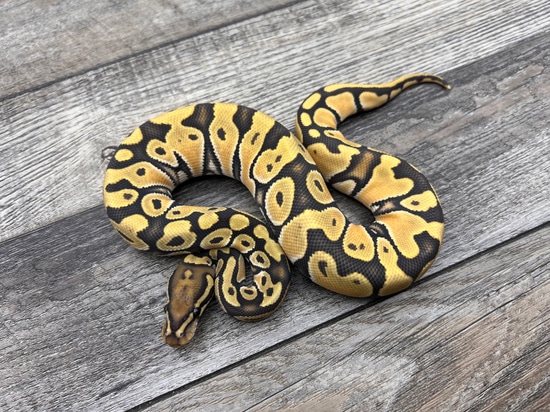 Hypo OD Ball Python by CTH Reptiles