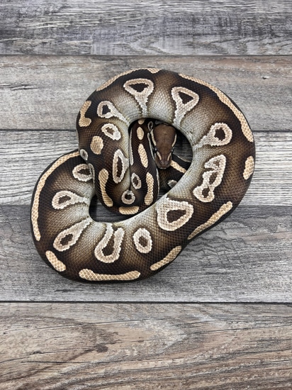 Mojave Het Pied Ball Python by CTH Reptiles