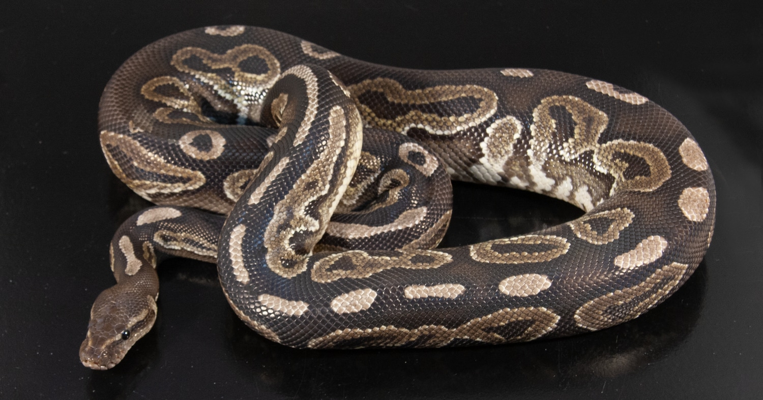 Cinnamon Ball Python by Digerati Ball Pythons - MorphMarket
