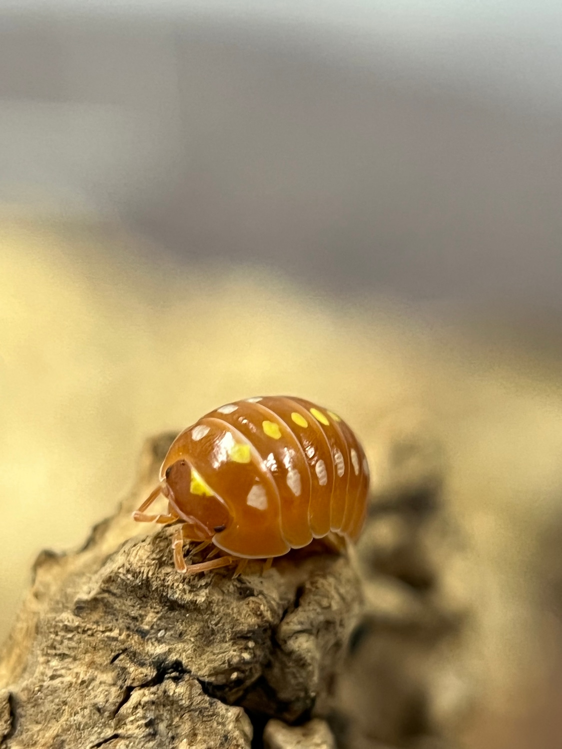 Orange Clown 10ct Isopod by Earthborn Exotics - MorphMarket