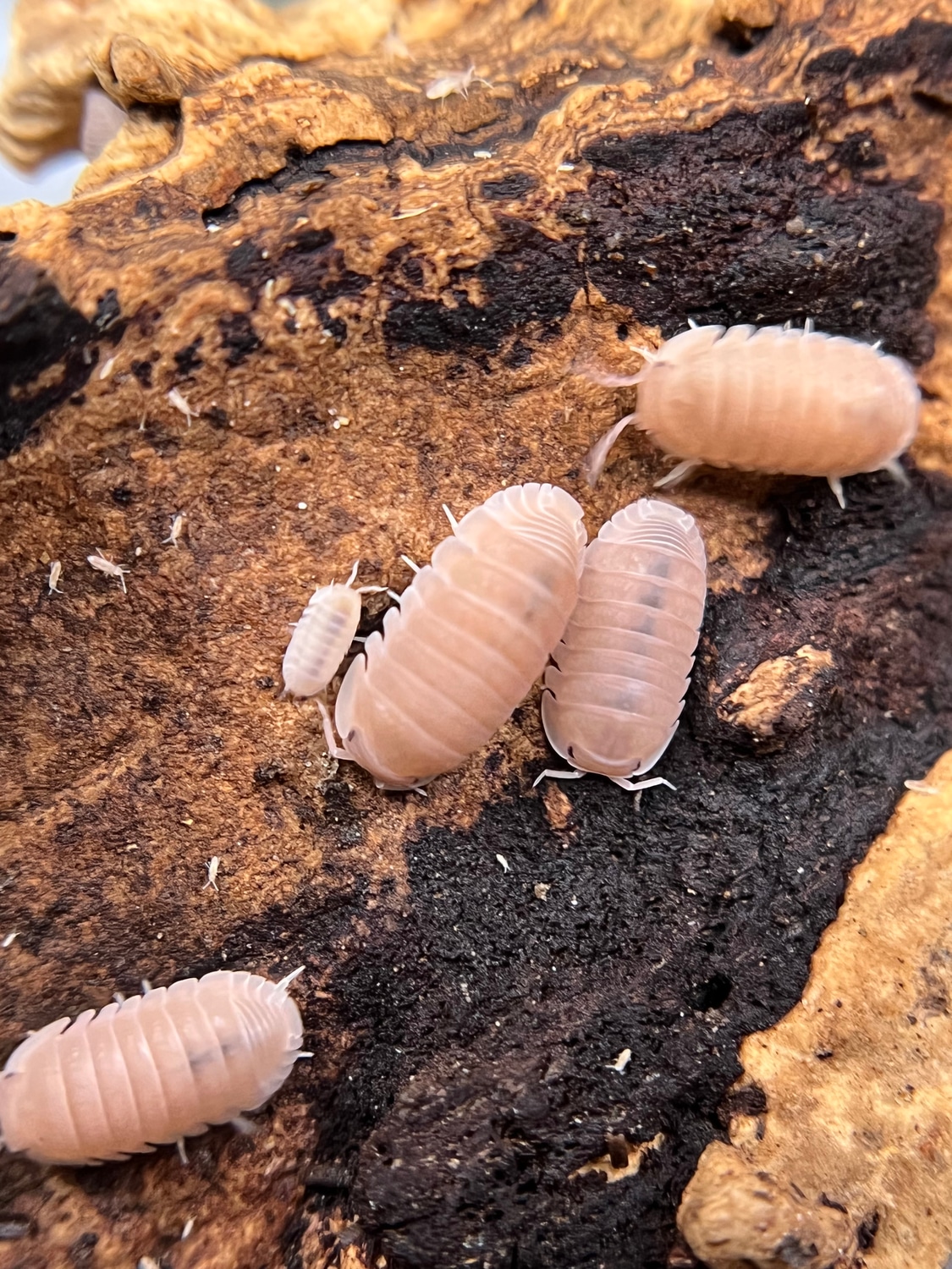 Cubaris Murina "Papaya" 10ct Isopod by Platinum Geckos MorphMarket