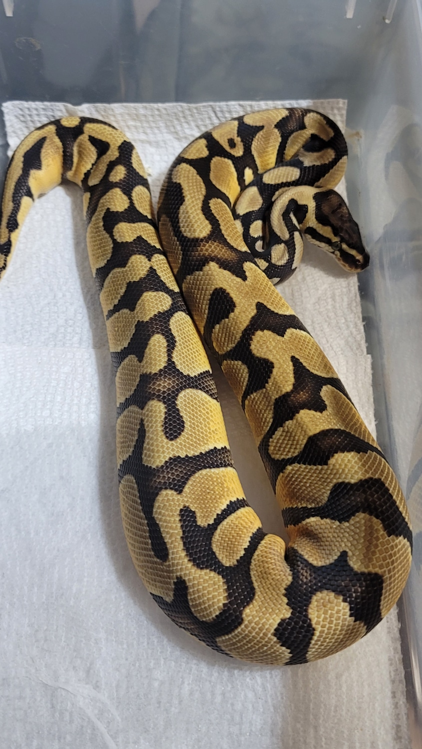 Fire Enchi 100% Het Clown Ball Python by Curtwood Ball Pythons ...