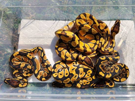 Group Deal#1(2.3) Ball Python by Custer Constriction