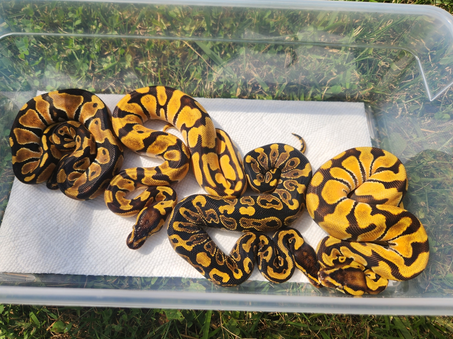 Group Deal#1(2.2) Ball Python by Custer Constriction - MorphMarket