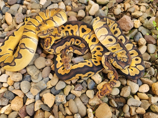 2023 Clown Group #2 Ball Python by Custer Constriction