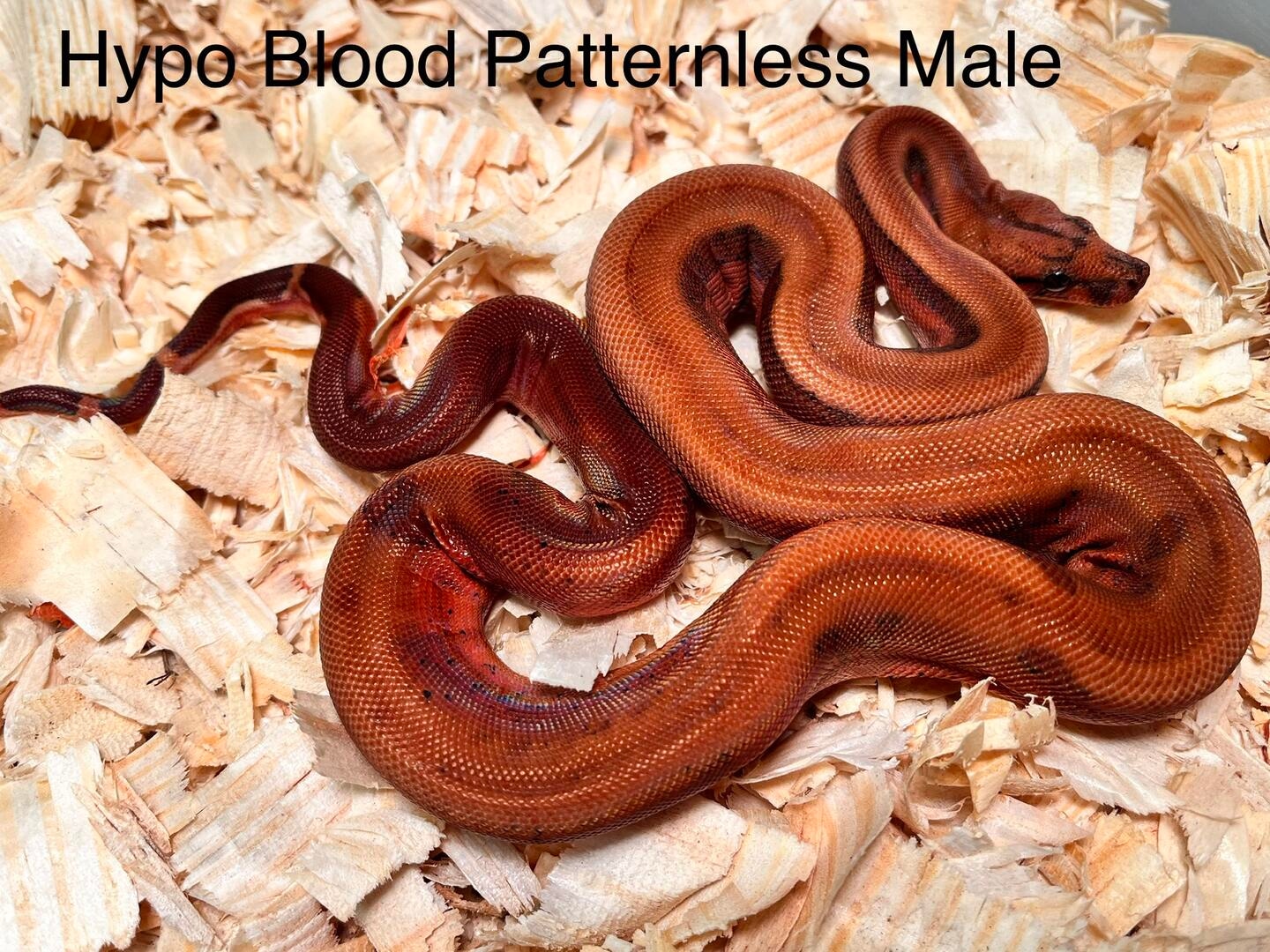 Patternless Hypo Blood Boa Boa Constrictor by Vin Russo Cutting Edge
