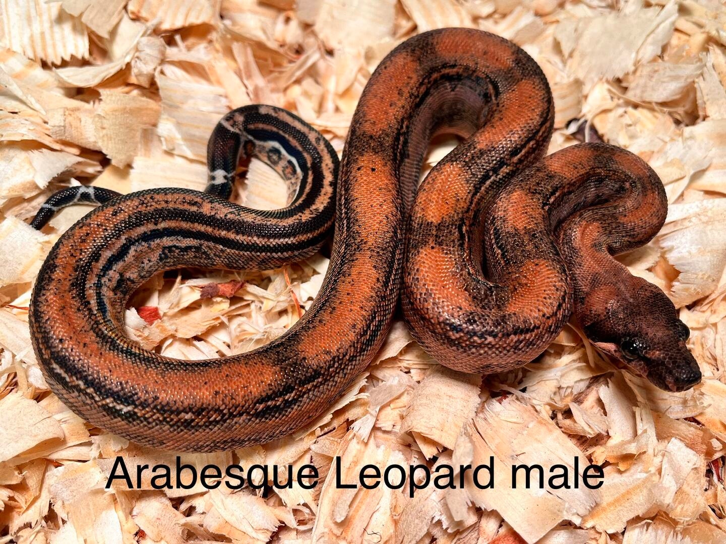 Leopard Arabesque Poss Het Kahl Albino Boa Boa Constrictor by Vin Russo