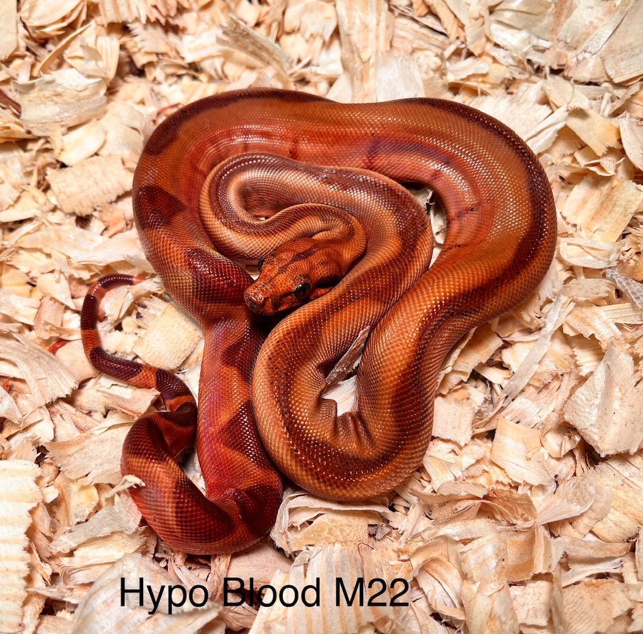 Reduced Pattern Hypo Blood Boa Boa Constrictor by Vin Russo Cutting