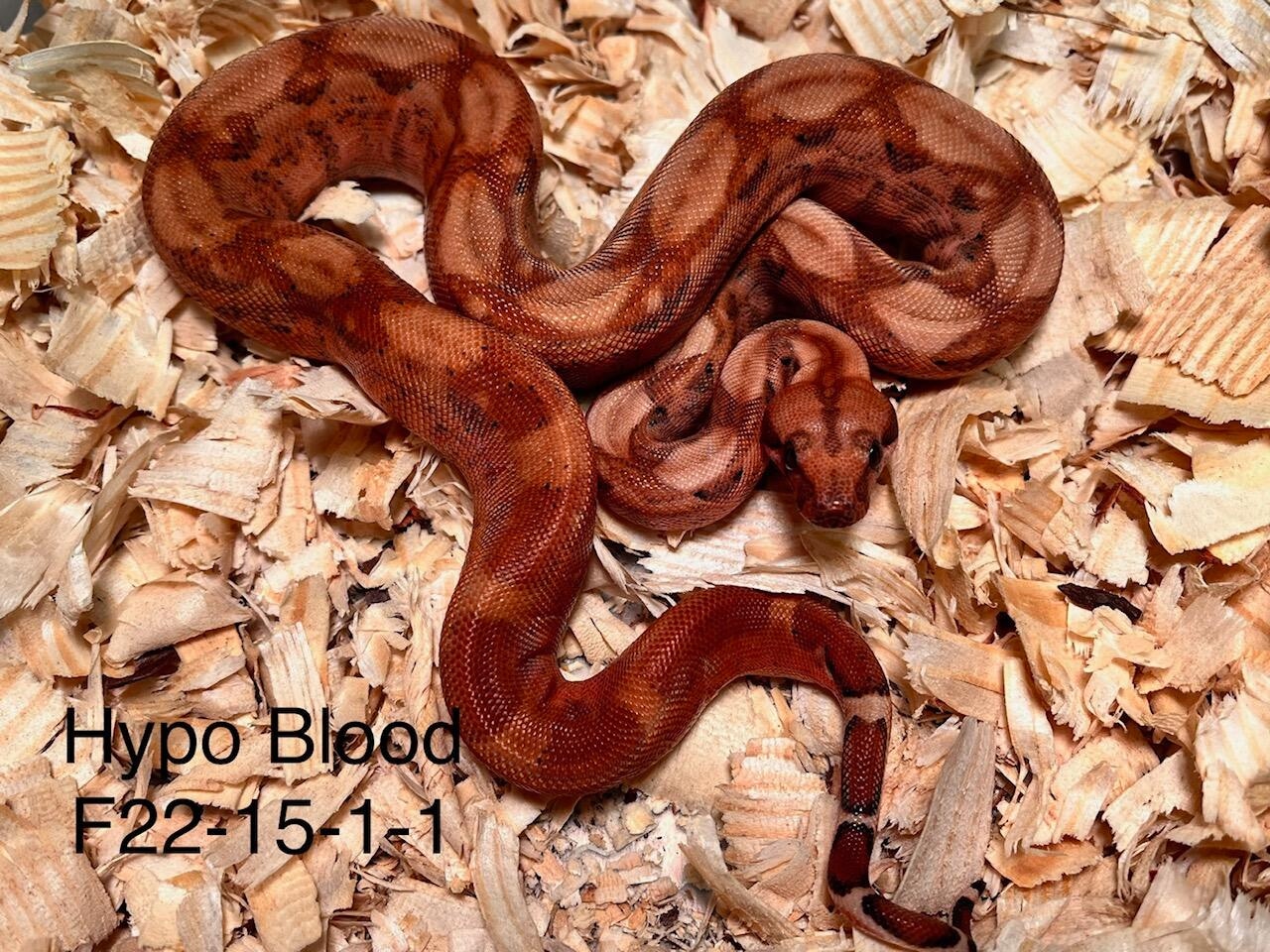 Hypo Blood Boa Boa Constrictor by Vin Russo Cutting Edge