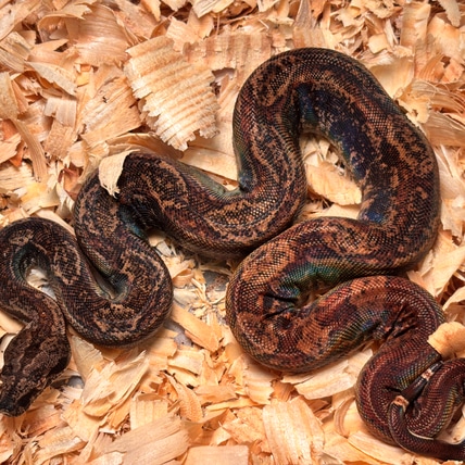Hypo IMG Het Blood Boa Constrictor