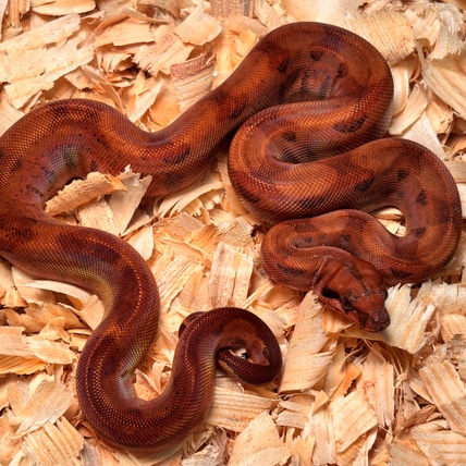 Hypo Blood Boa Nicaraguan Boa Constrictor