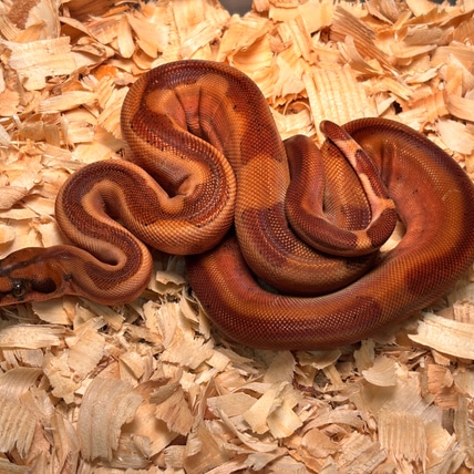 Hypo Blood Boa Vanishing Pattern Boa Constrictor