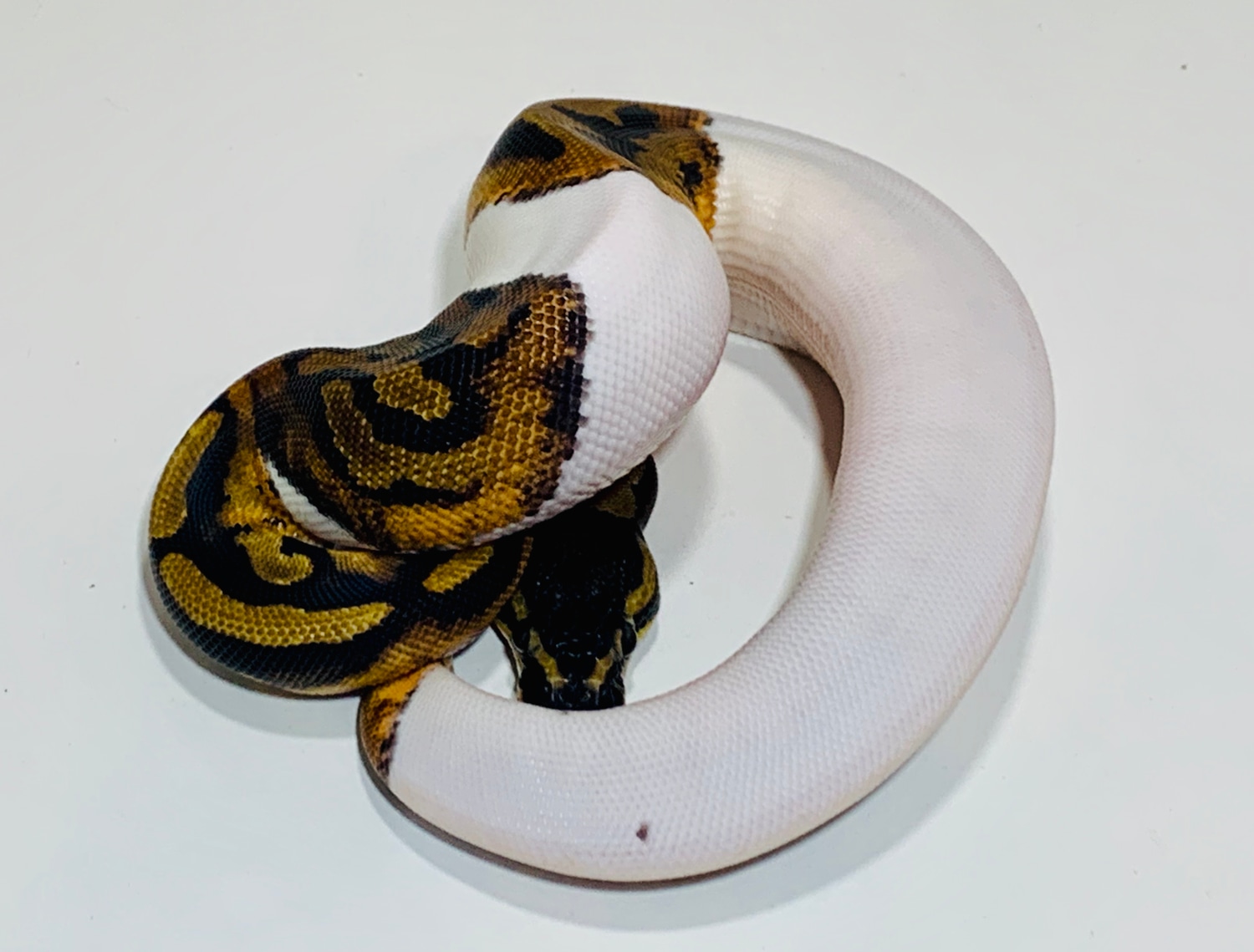 Piebald Ball Python by Boosted Morphs - MorphMarket