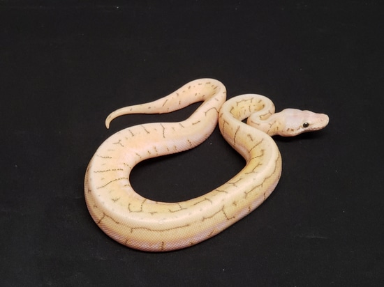 Killer Spinner (Super Pastel Spider Pinstripe) Ball Python by CV ... image.