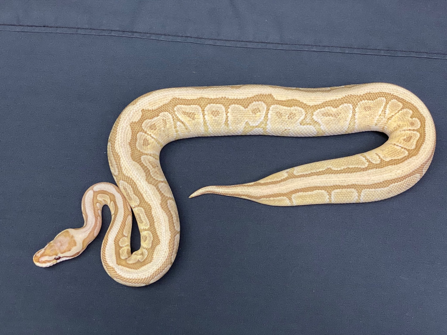 Caramel Mojave Spider Ball Python by CV Exotics inc. - MorphMarket