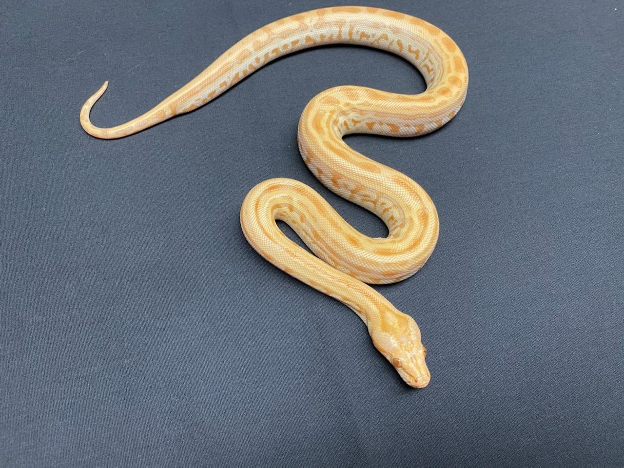 Pearl Labyrinth (Hypo Albino Labyrinth) Burmese Python by CV Exotics ...