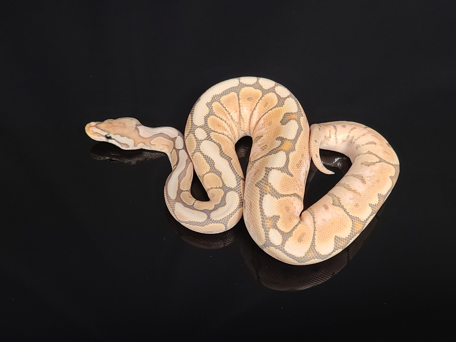 Black Pastel Orange Ghost Spider Ball Python by CV Exotics inc