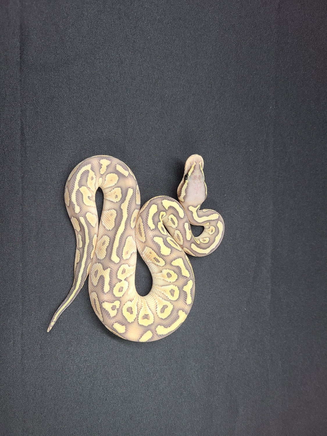 Pastel Lesser Ghost Ball Python by CV Exotics inc. MorphMarket
