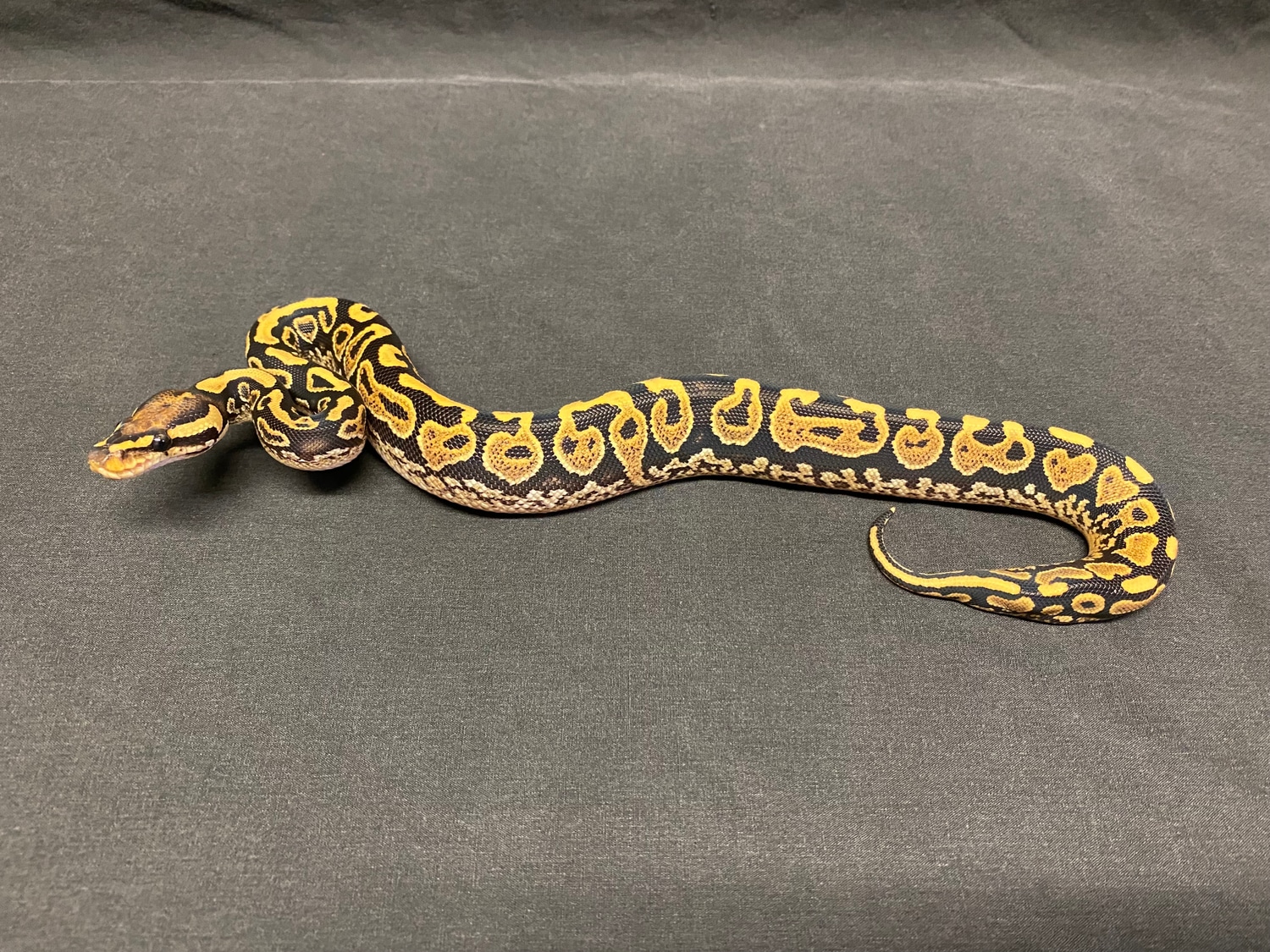 White Lace Yellow Belly Ball Python by CV Exotics inc. - MorphMarket