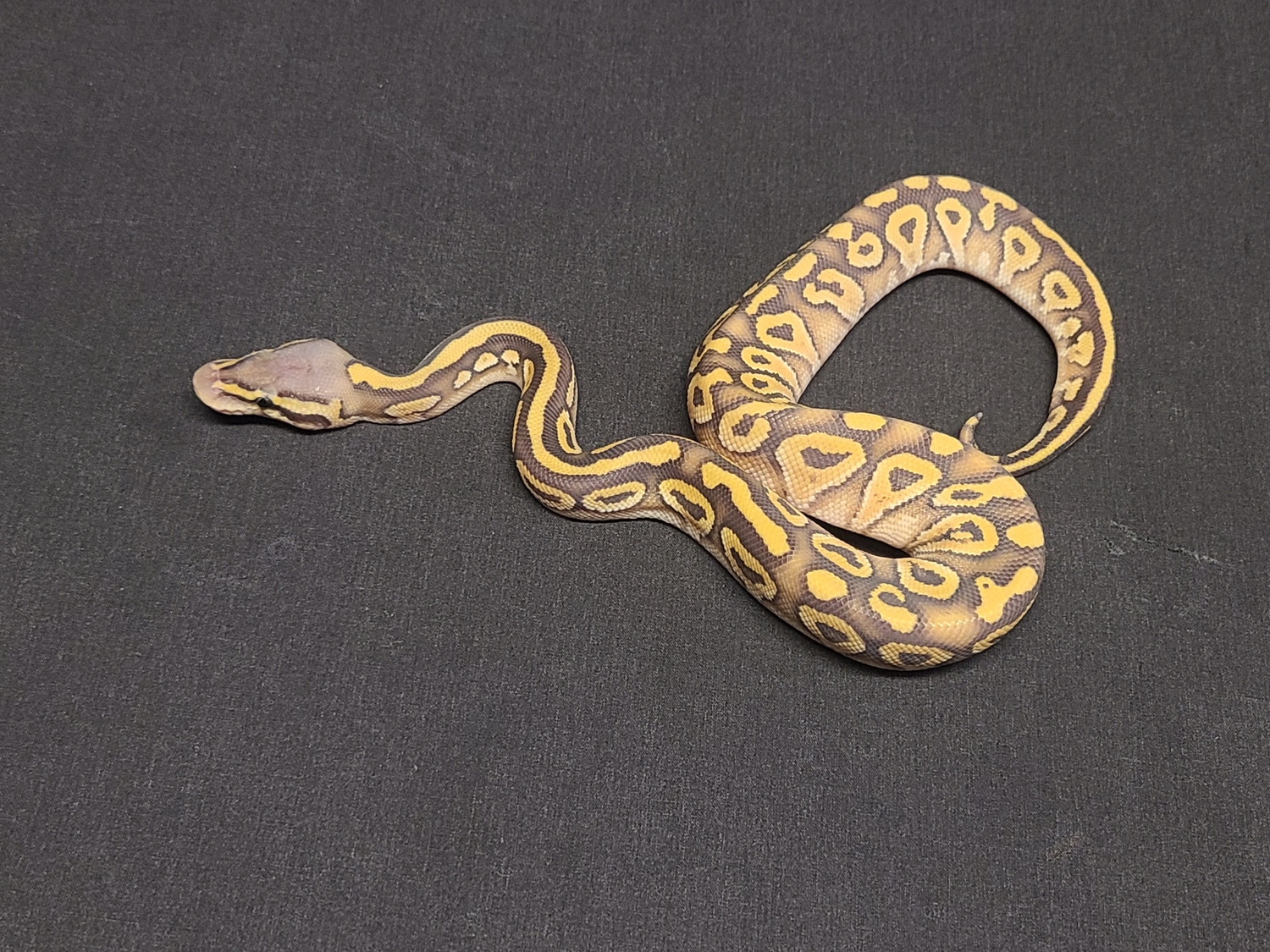 Pastel Mojave Orange Ghost Ball Python by CV Exotics inc. MorphMarket