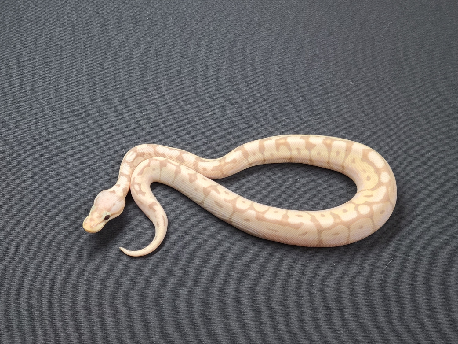 Banana Bee Ball Python by CV Exotics inc. MorphMarket