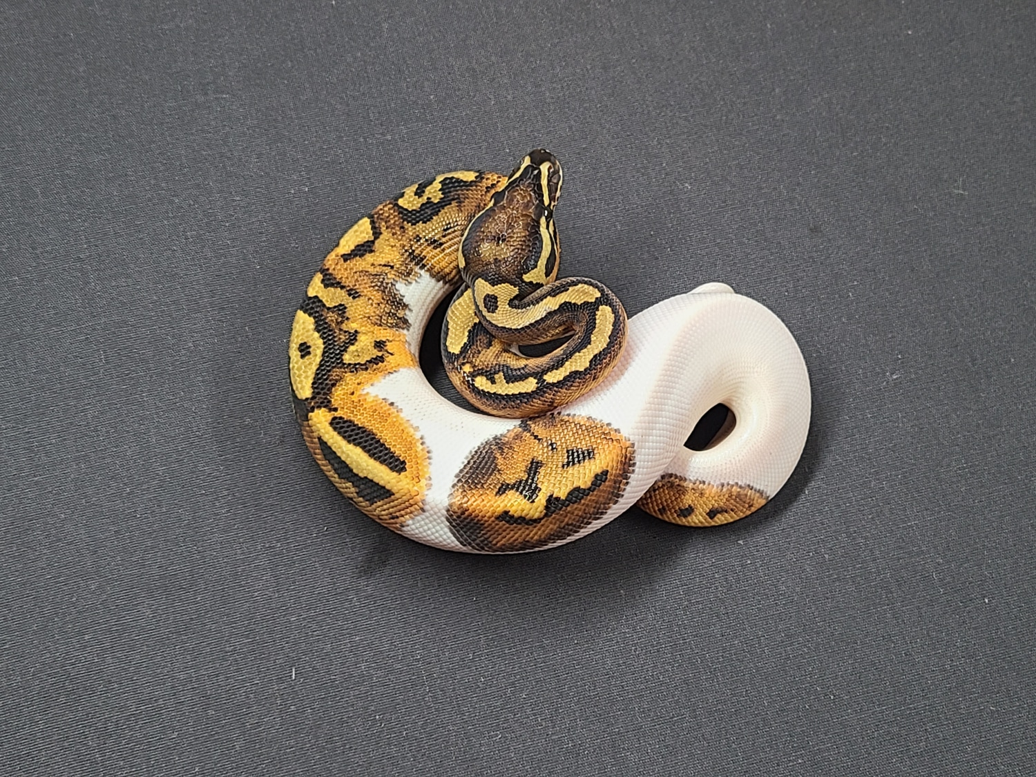 Pied Vanilla (Pumpkin Face) Ball Python by CV Exotics inc. - MorphMarket