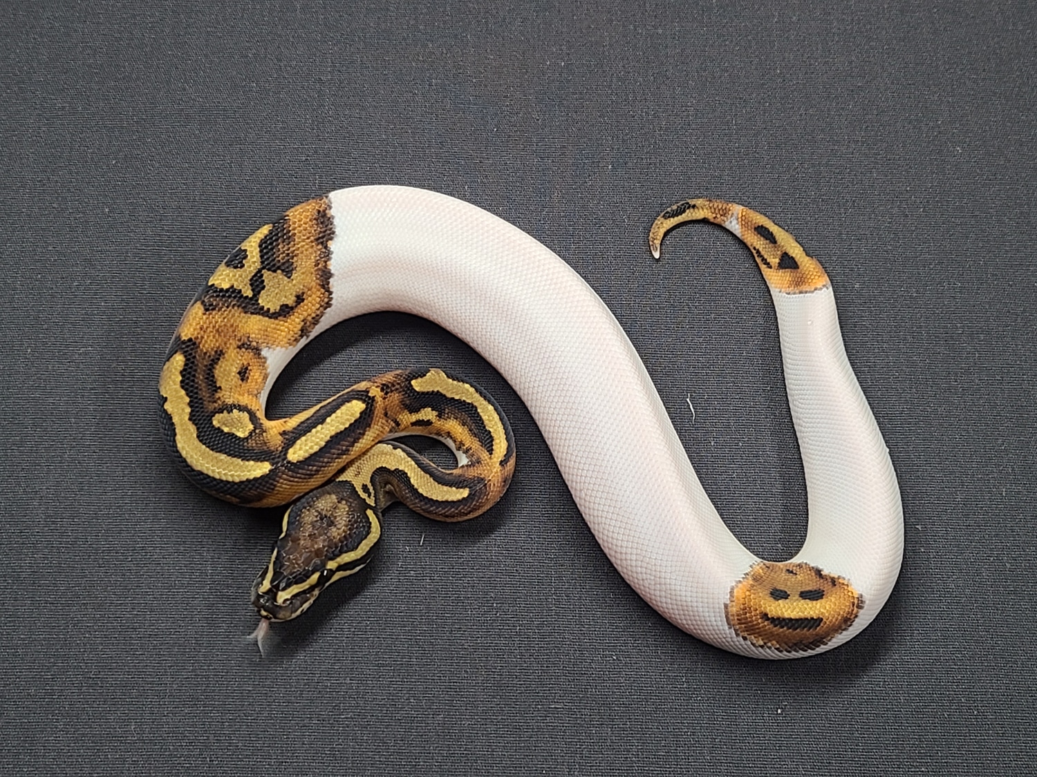 Pied Vanilla (Smiley Face) Ball Python by CV Exotics inc. - MorphMarket