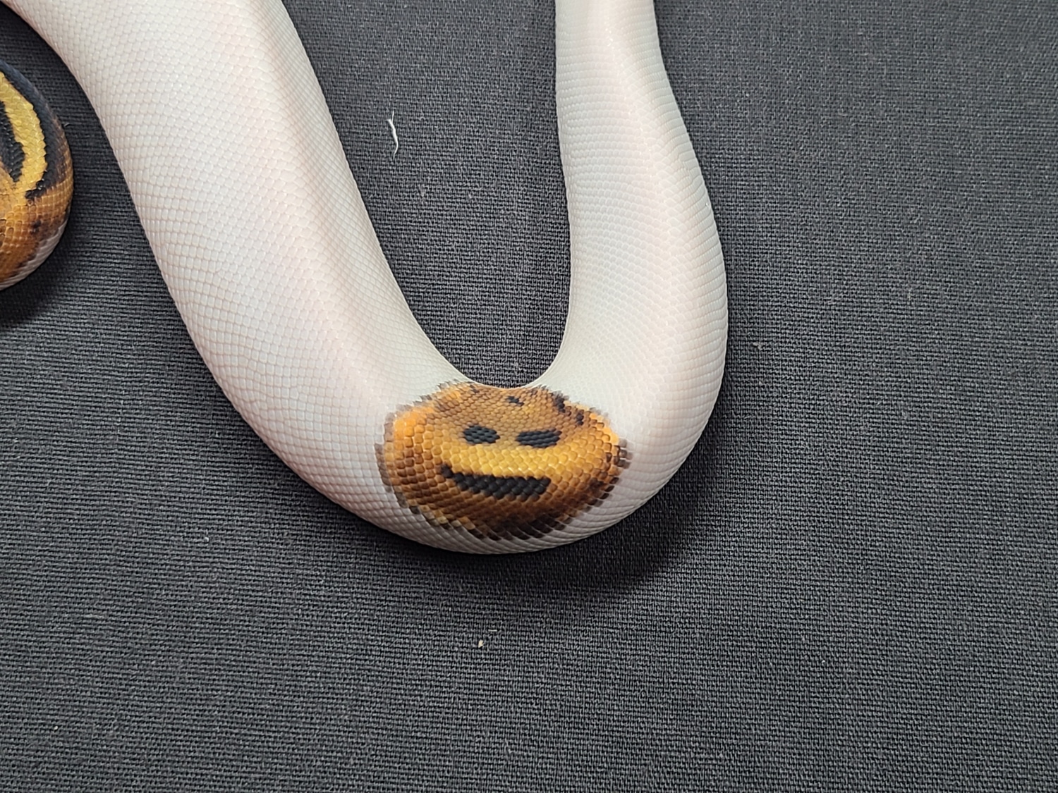 Pied Vanilla (Smiley Face) Ball Python by CV Exotics inc. - MorphMarket