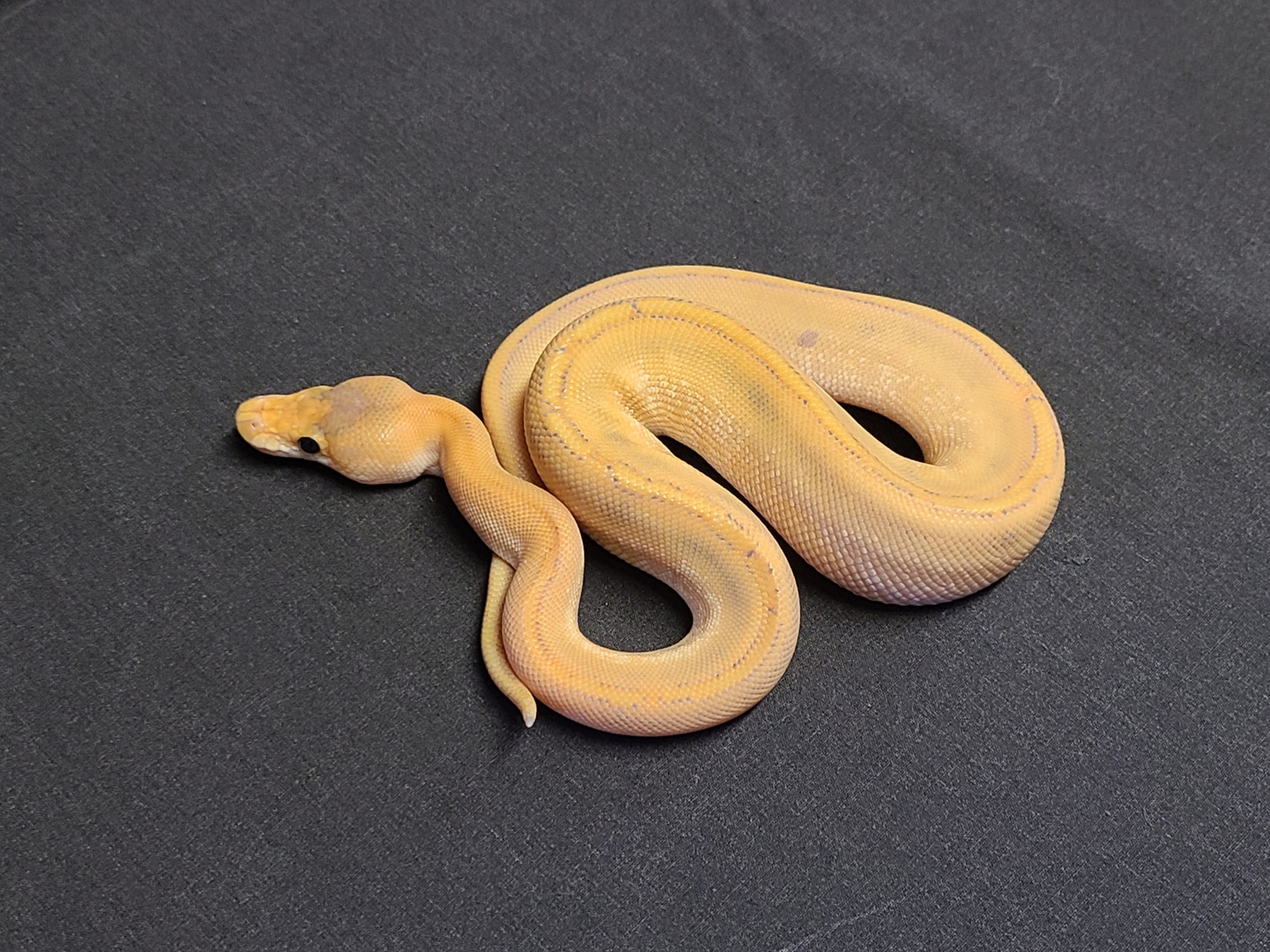 Mimosa Ball Python by CV Exotics inc. MorphMarket