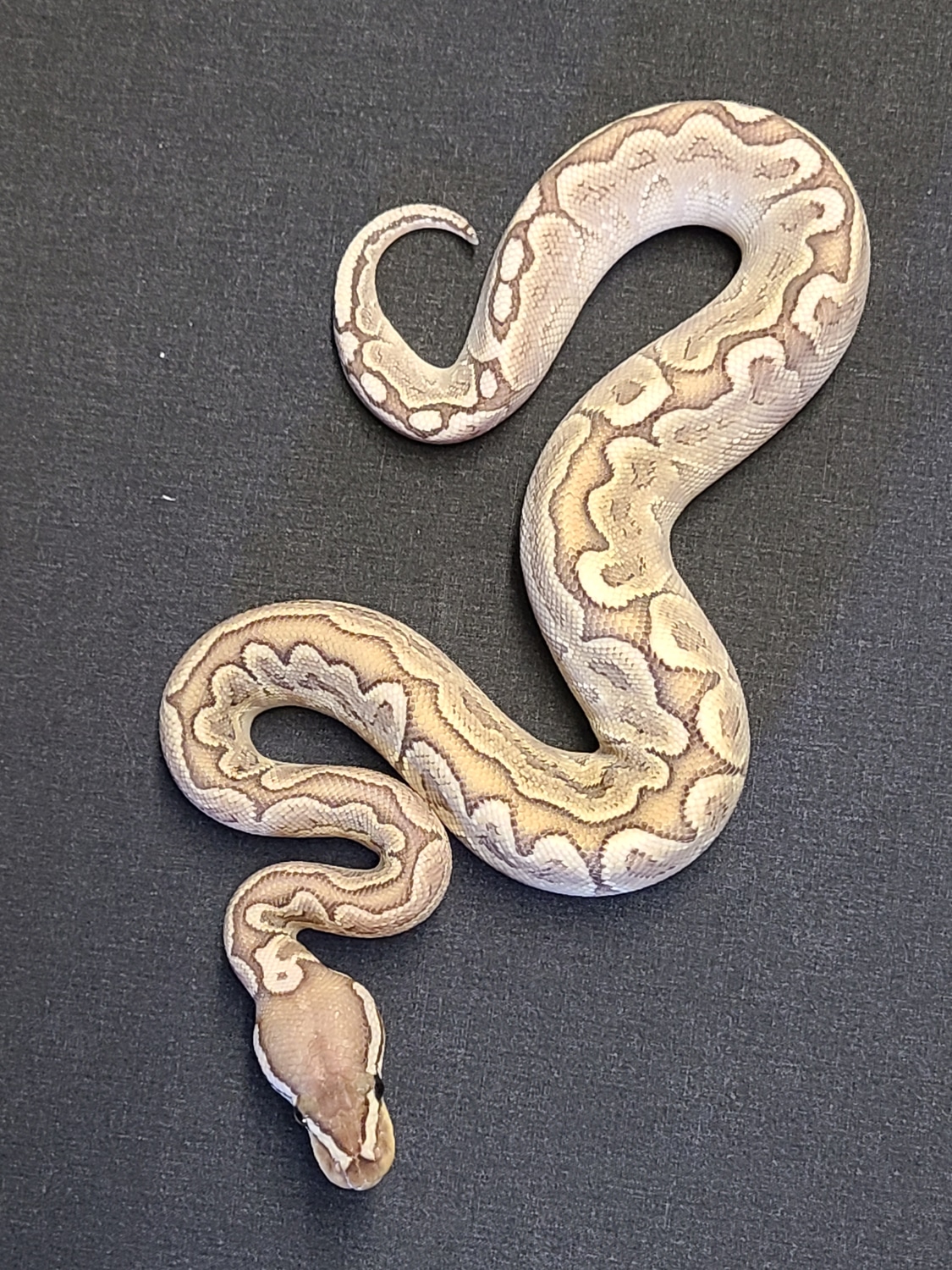 Bamboo Het Red Axanthic Ball Python by CV Exotics inc. - MorphMarket