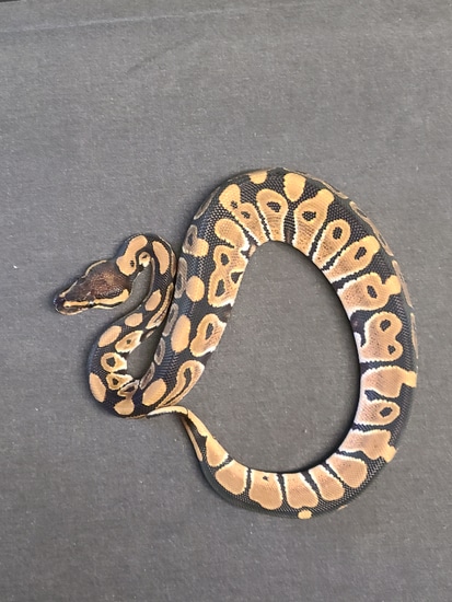 Normal Het Clown Ball Python by CV Exotics inc.