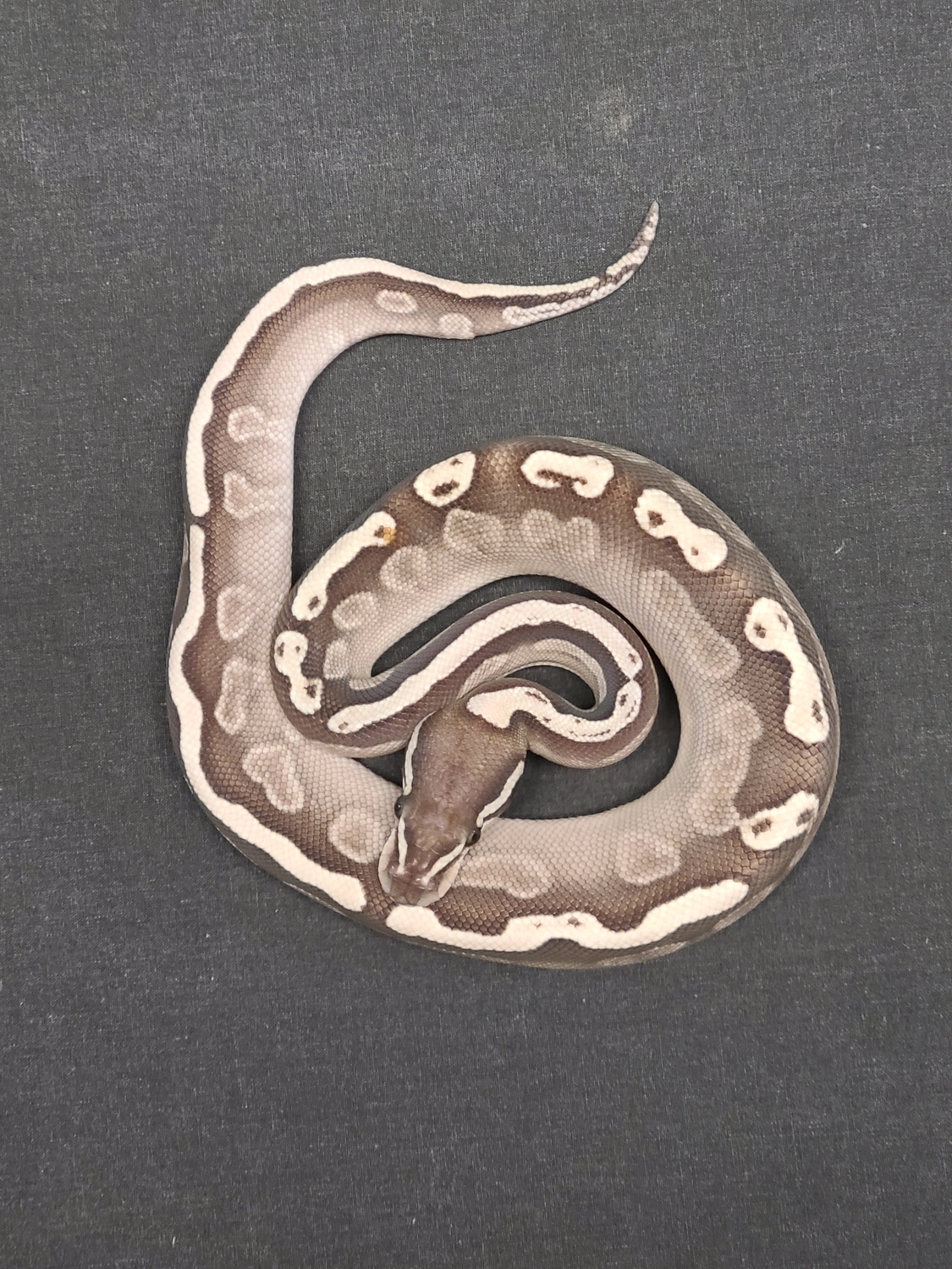 GHI Lesser Ball Python by CV Exotics inc. MorphMarket