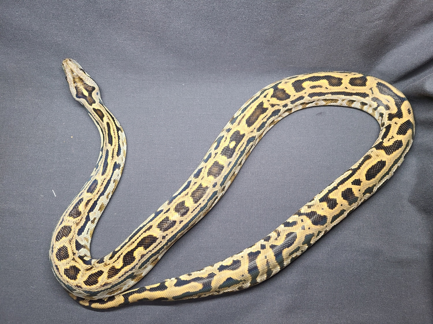 Labyrinth 100% Het Albino Burmese Python by CV Exotics inc. - MorphMarket