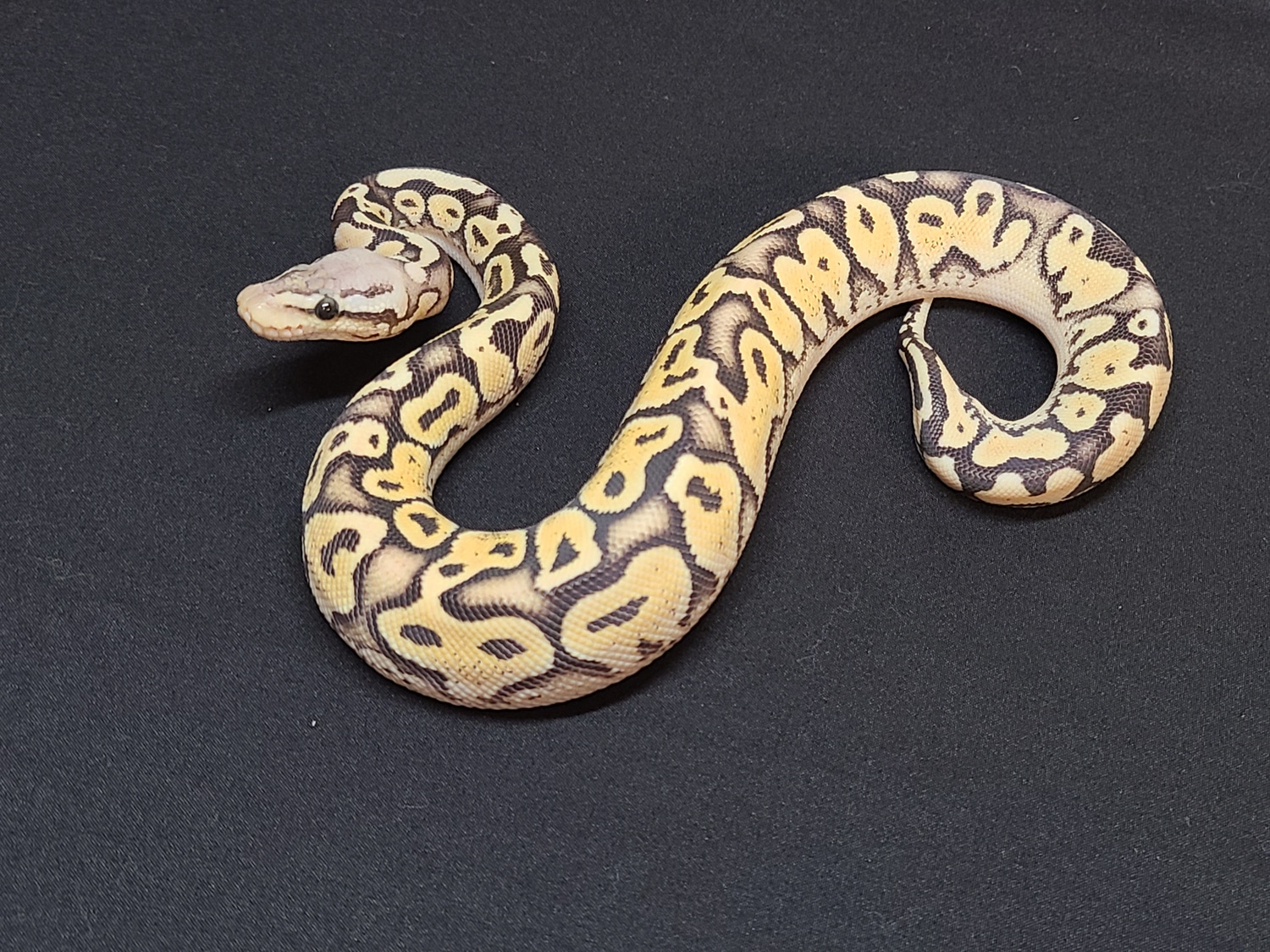 White Lace Super Pastel Fire Ball Python by CV Exotics inc. - MorphMarket