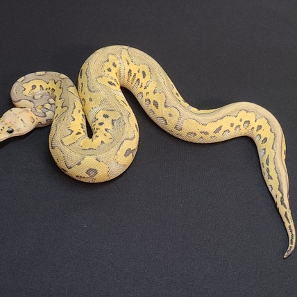 Spider Pied (White Wedding) Ball Python by CV Exotics inc. - MorphMarket