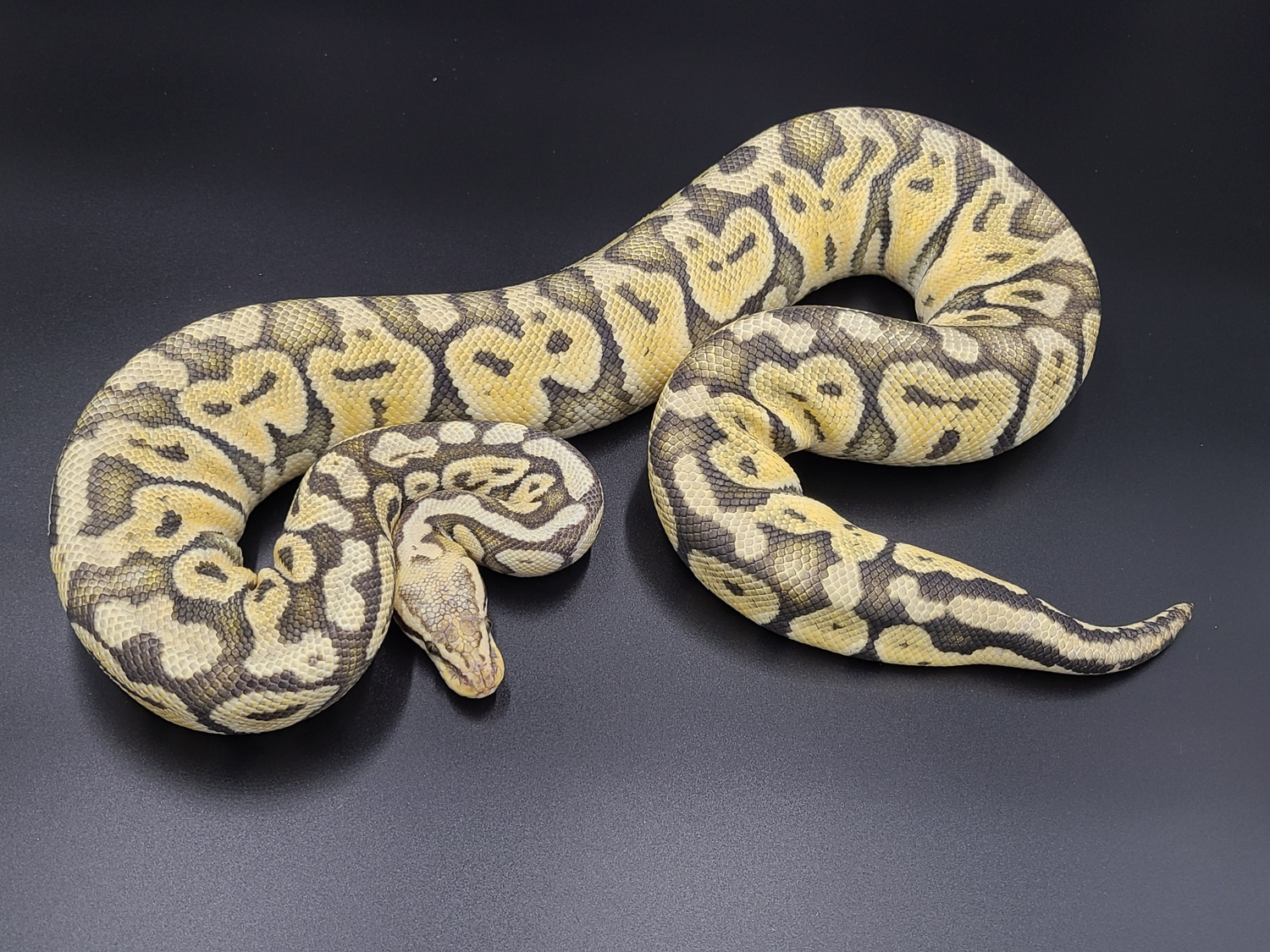 Super Pastel Ghost Ball Python by CV Exotics inc. - MorphMarket