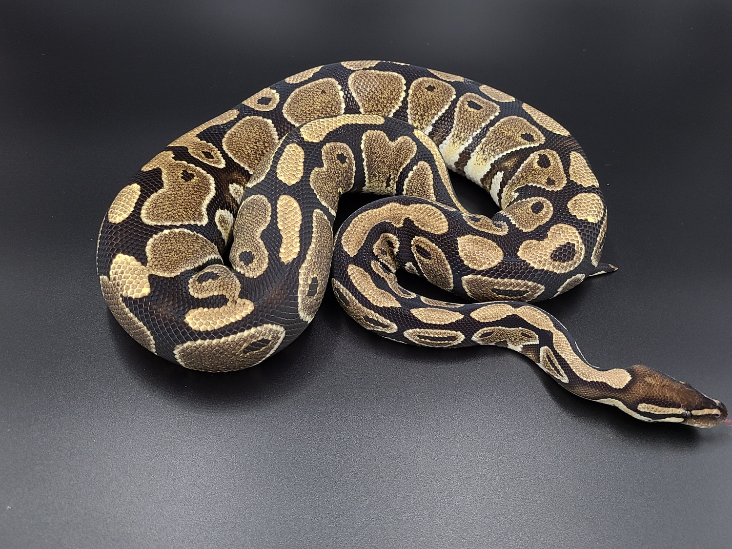 Normal Ball Python by CV Exotics inc. - MorphMarket