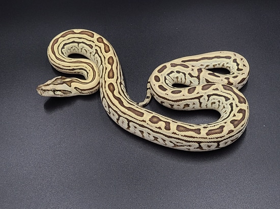 Hypo Labrynth 66% Het Albino Burmese Python by CV Exotics inc.