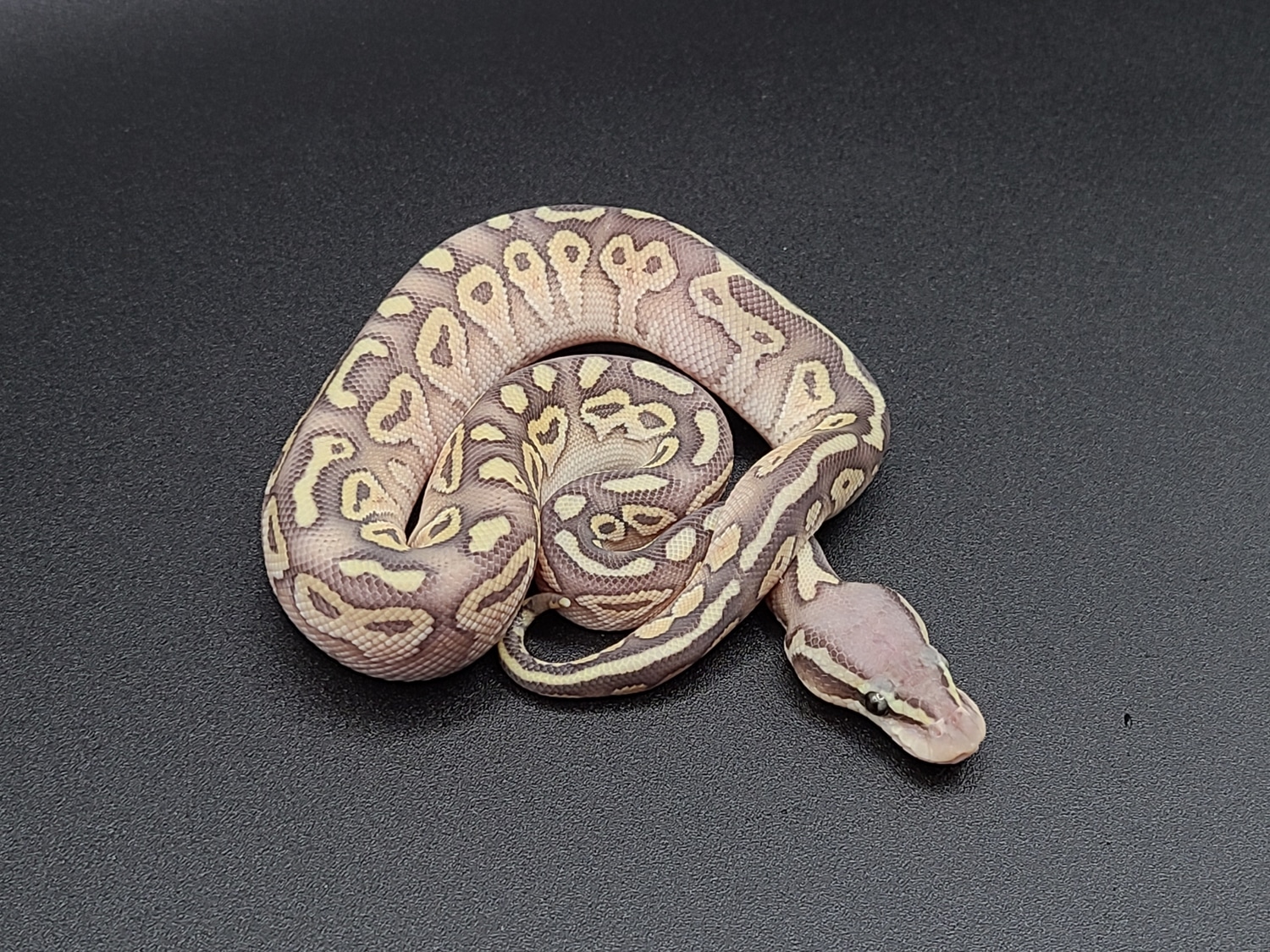 Pastel Lesser Ghost 66 Het Caramel Ball Python by CV Exotics inc