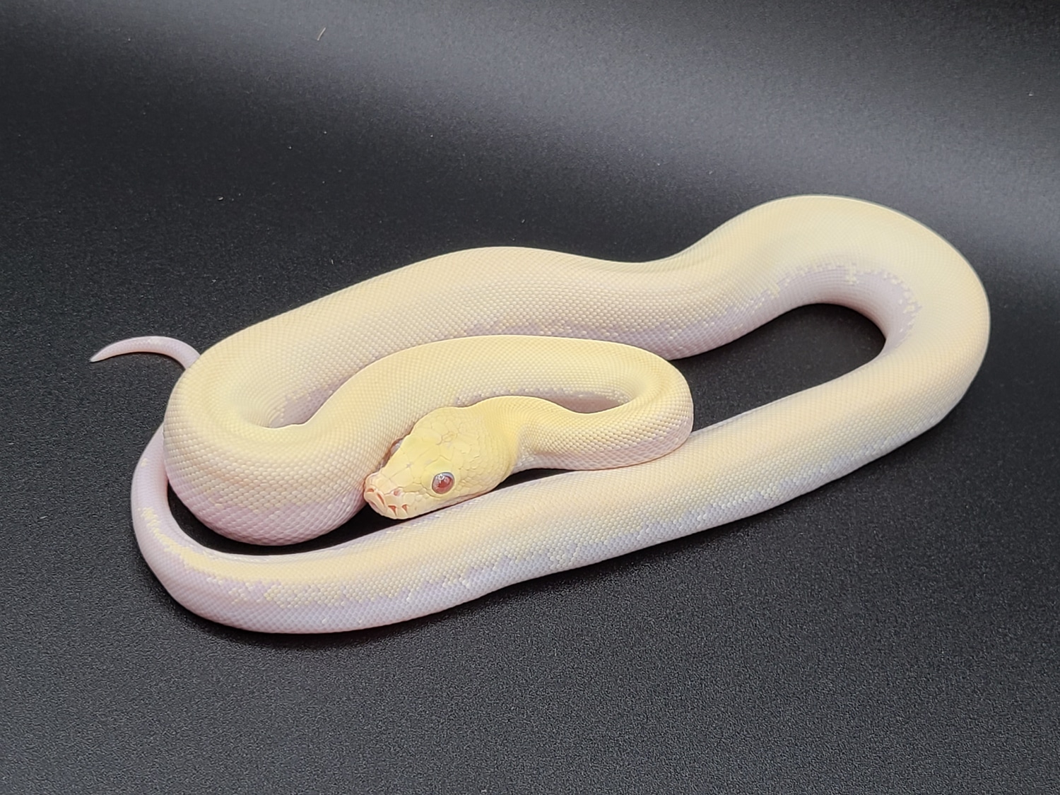 Blizzard 100% Het Labyrinth Burmese Python by CV Exotics inc. - MorphMarket