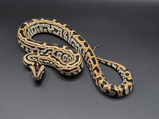 Labyrinth 66% Het Albino Burmese Python by CV Exotics inc.