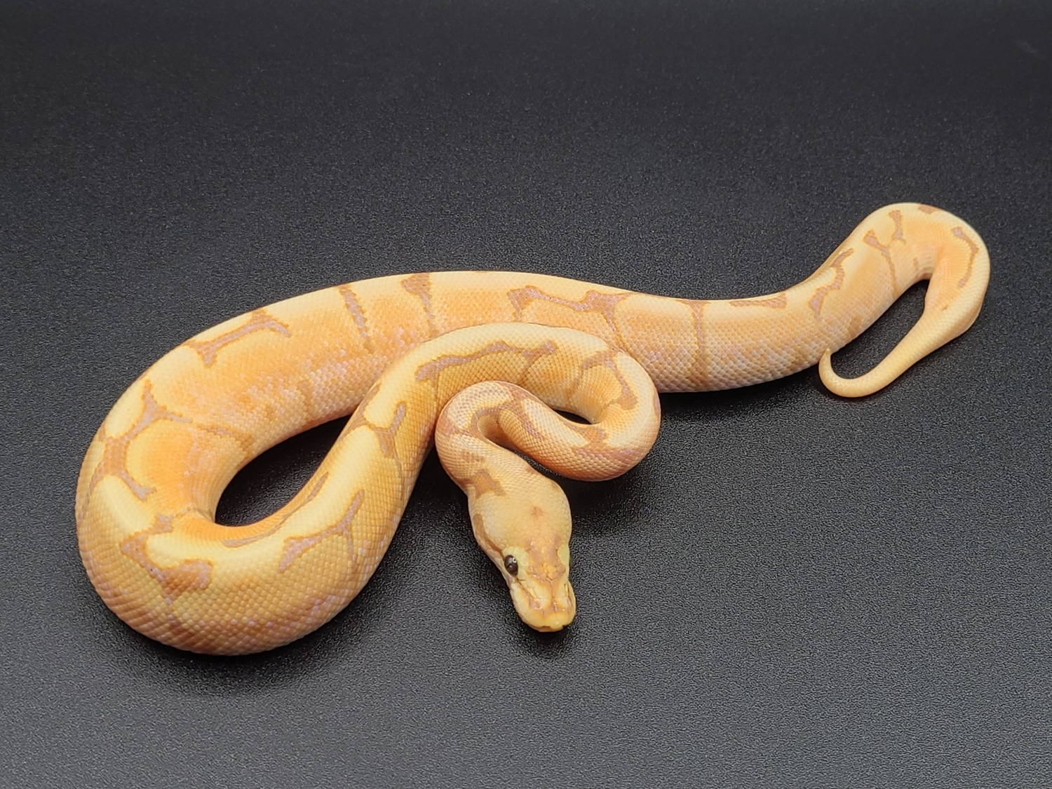 Banana Spider Ball Python by CV Exotics inc. MorphMarket