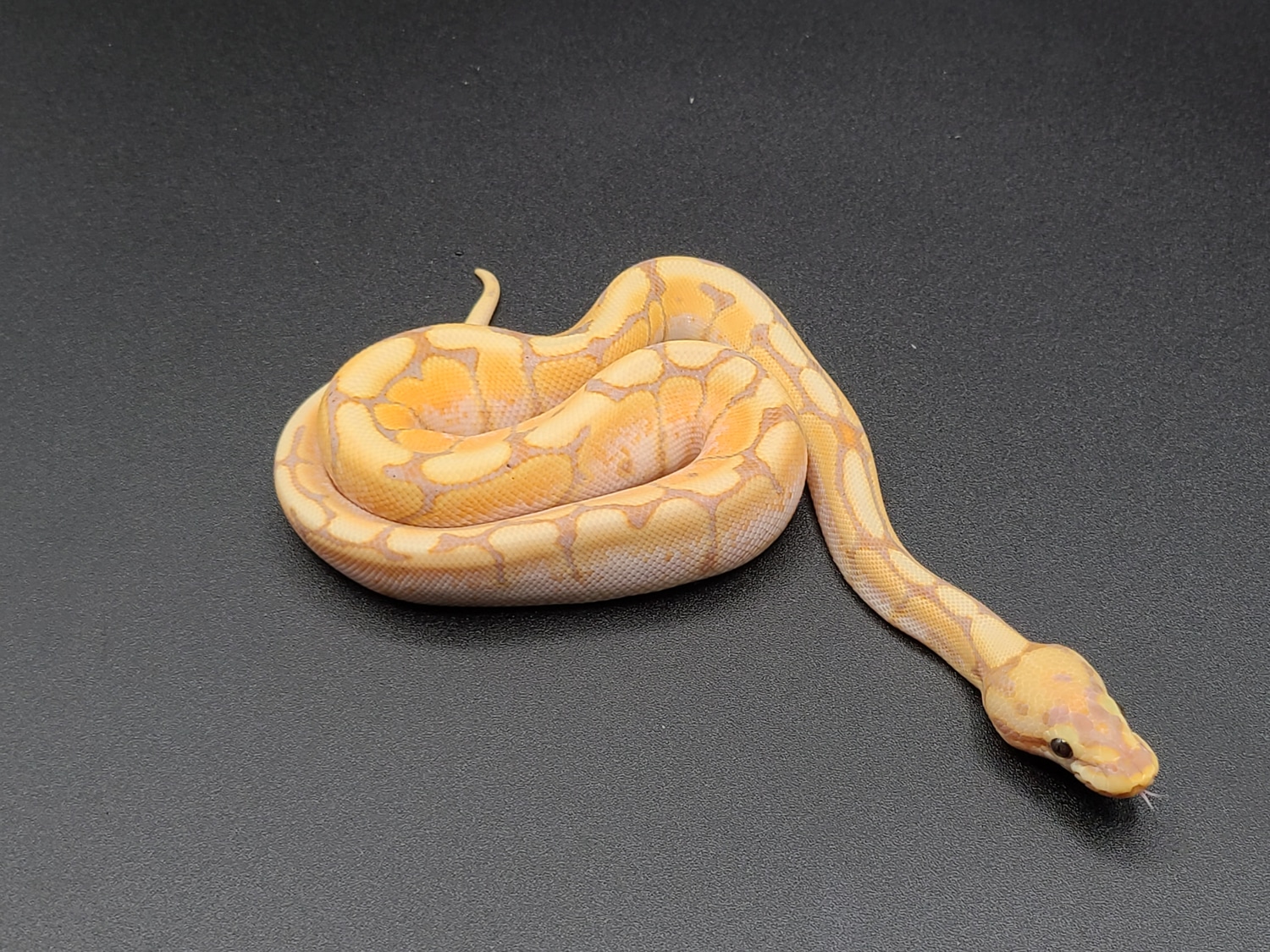 Banana Spider Ball Python by CV Exotics inc. MorphMarket