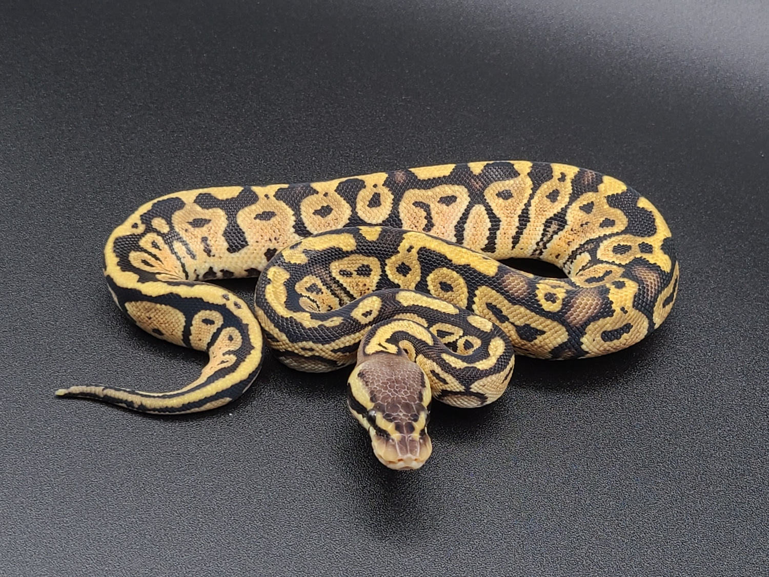 Pastel Granite Ball Python by CV Exotics inc. MorphMarket US & Canada