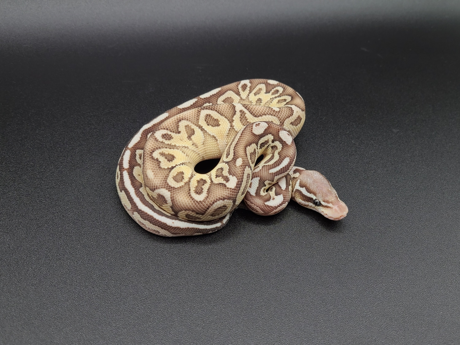 Fire Pastel Lesser Ball Python by CV Exotics inc. - MorphMarket
